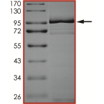 EGFR (L792H L858R), Active